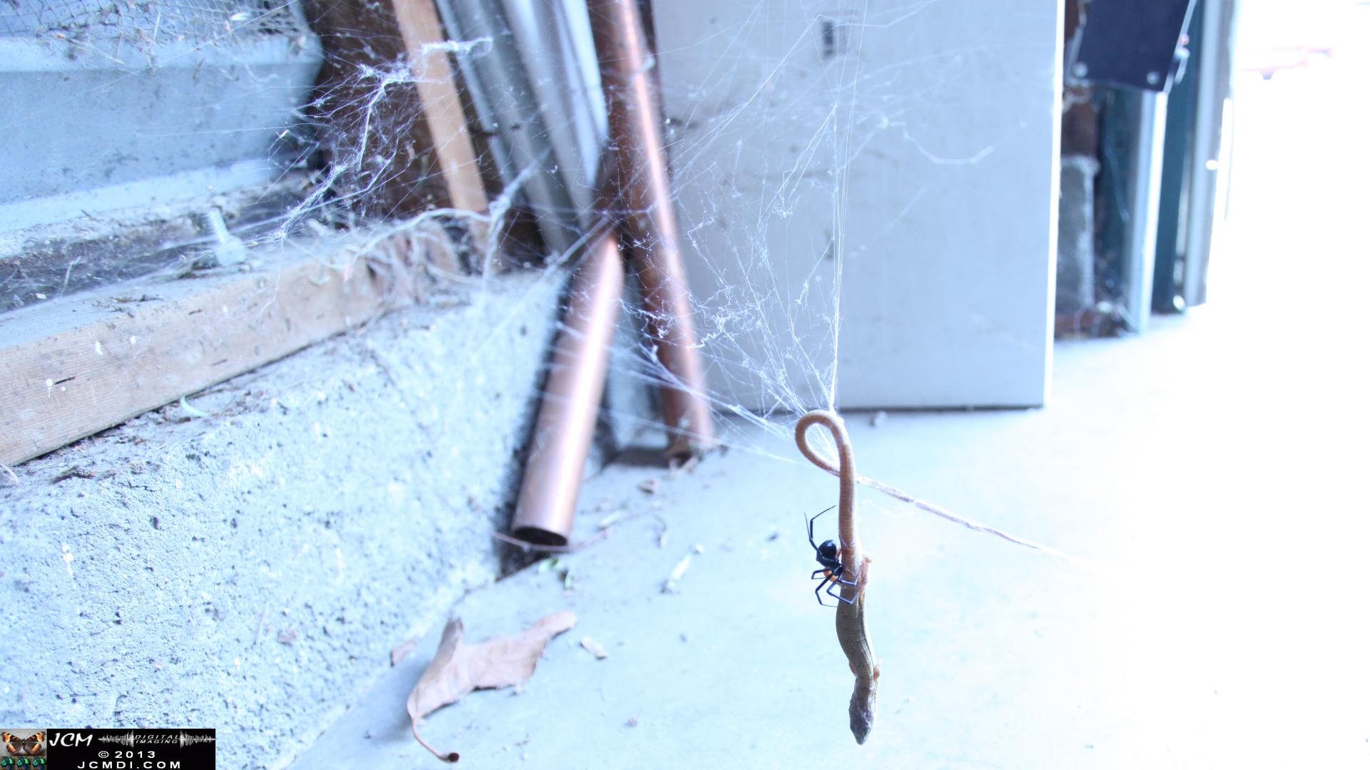 Black Widow vs (and EATS) Alligator Lizard